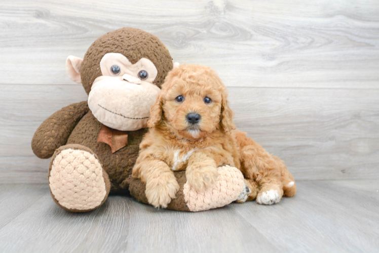 Best Mini Goldendoodle Baby