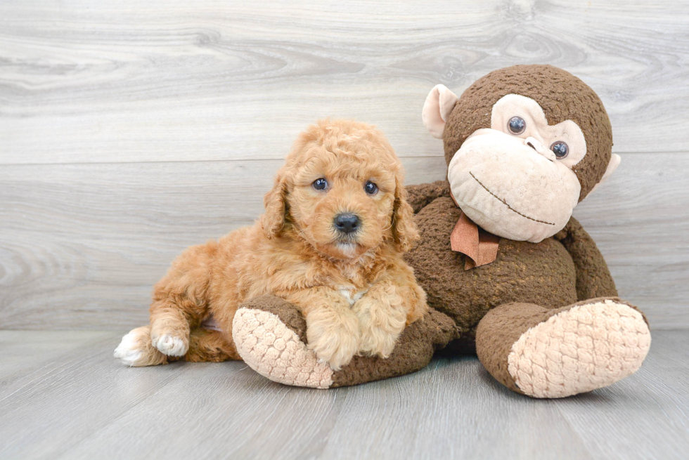 Mini Goldendoodle Puppy for Adoption