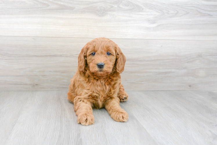 Mini Goldendoodle Pup Being Cute