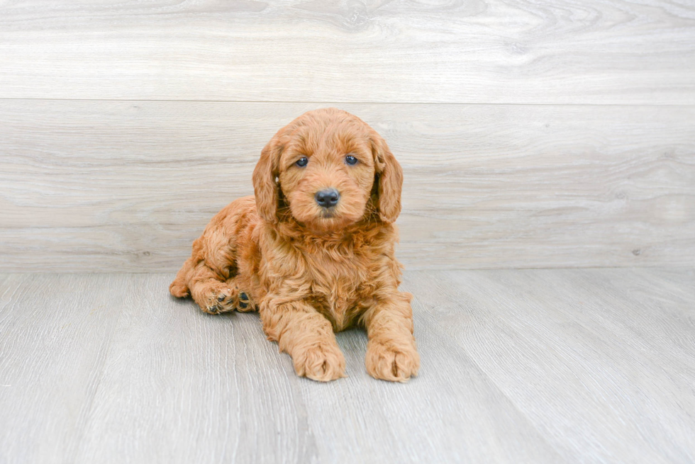 Best Mini Goldendoodle Baby