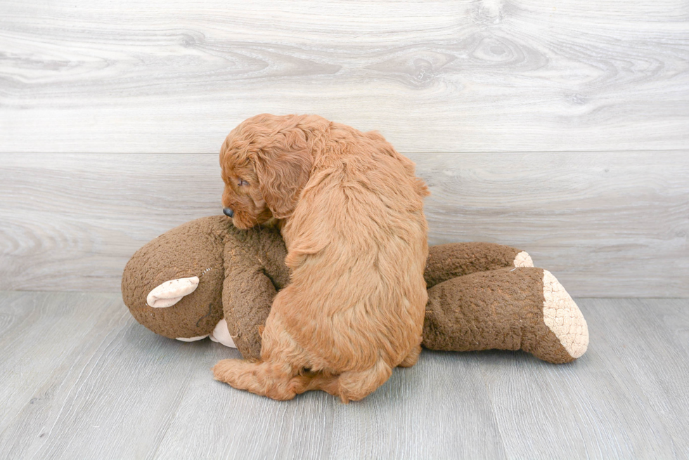 Best Mini Goldendoodle Baby