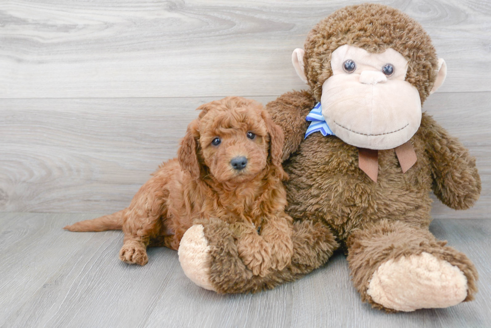 Petite Mini Goldendoodle Poodle Mix Pup