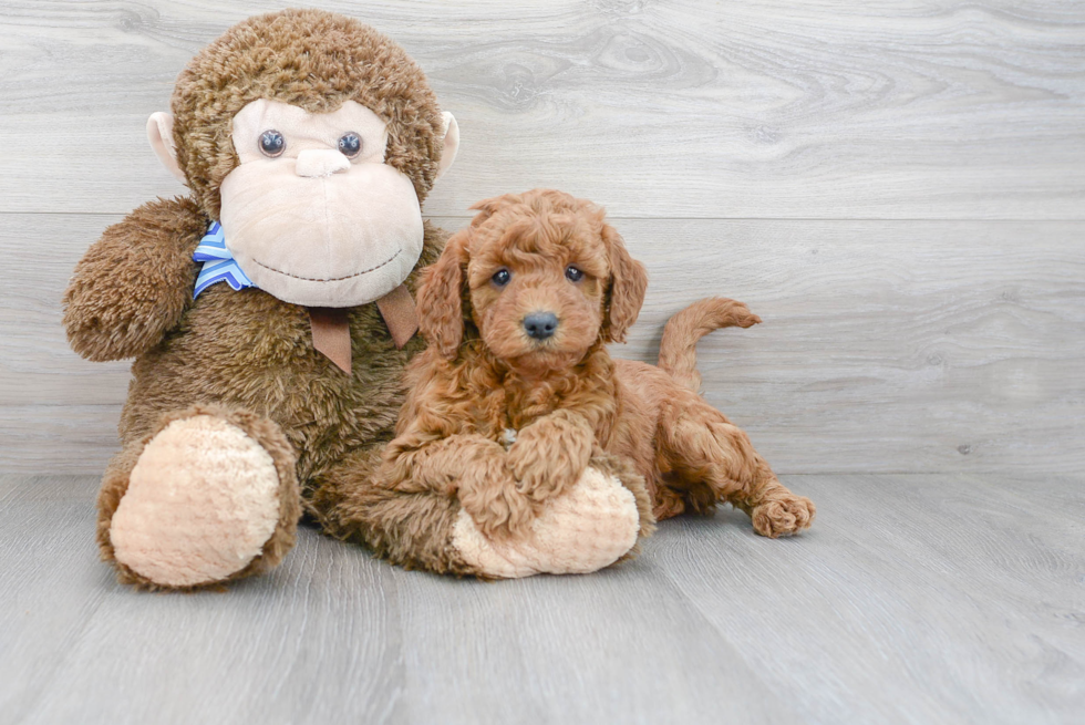 Mini Goldendoodle Pup Being Cute