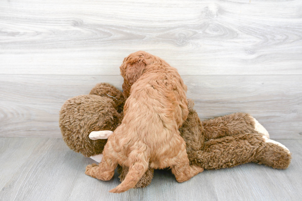 Best Mini Goldendoodle Baby