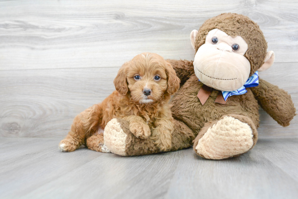 Fluffy Mini Goldendoodle Poodle Mix Pup