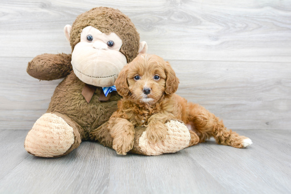 Mini Goldendoodle Puppy for Adoption