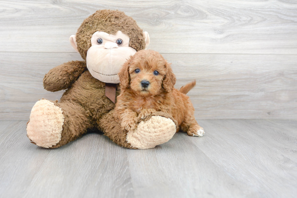 Mini Goldendoodle Puppy for Adoption