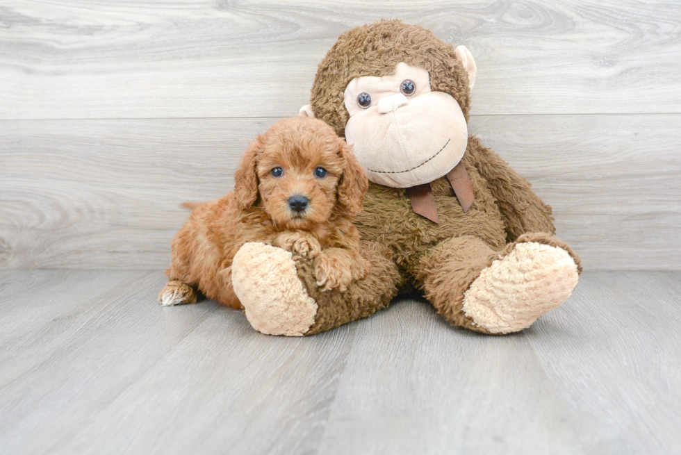 Best Mini Goldendoodle Baby