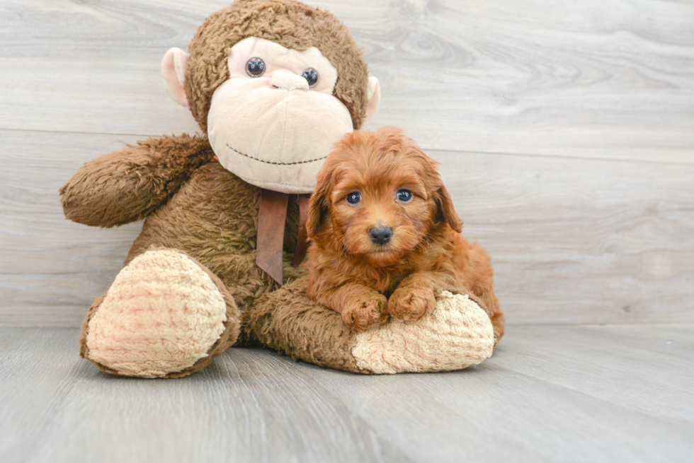 Happy Mini Goldendoodle Baby