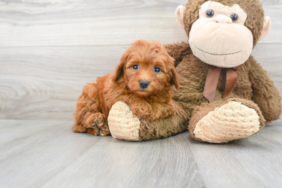 Small Mini Goldendoodle Baby