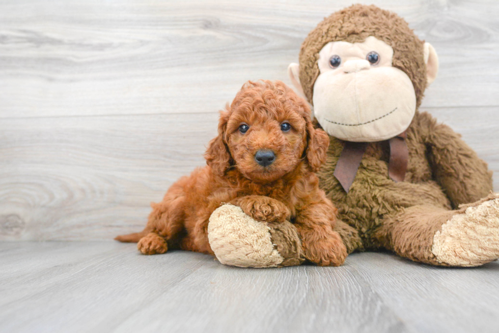 Energetic Golden Retriever Poodle Mix Puppy