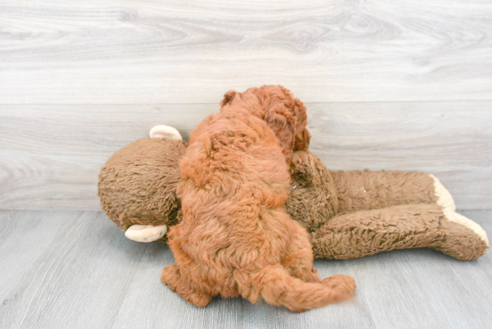 Popular Mini Goldendoodle Poodle Mix Pup