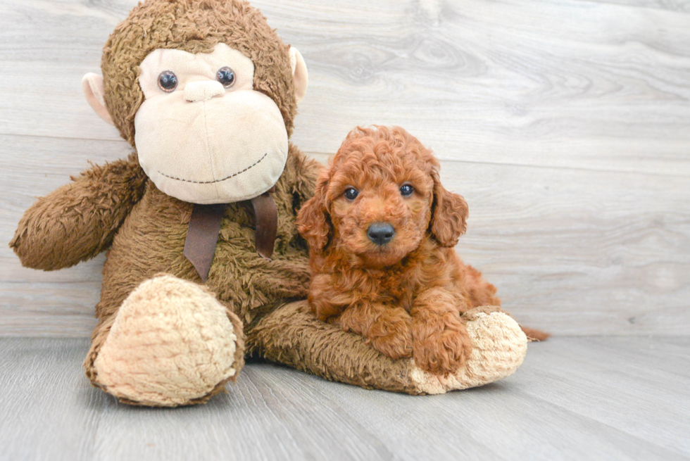 Adorable Golden Retriever Poodle Mix Puppy