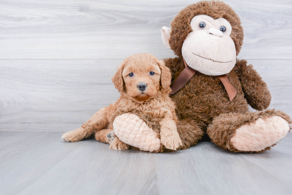 Sweet Mini Goldendoodle Baby