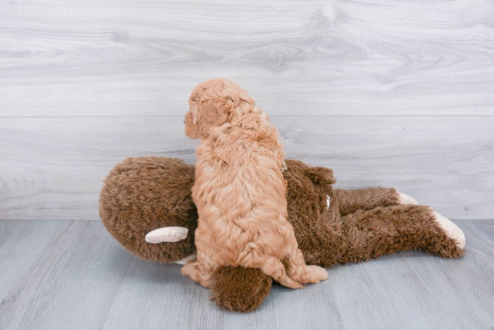 Small Mini Goldendoodle Baby