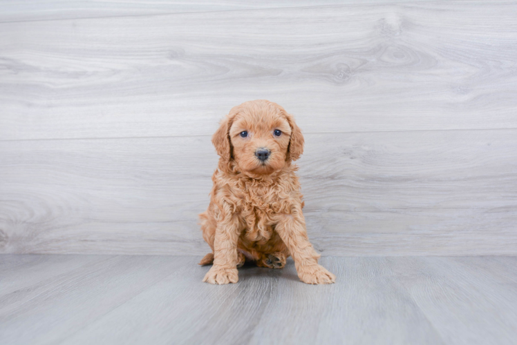 Best Mini Goldendoodle Baby