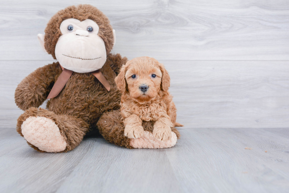 Best Mini Goldendoodle Baby