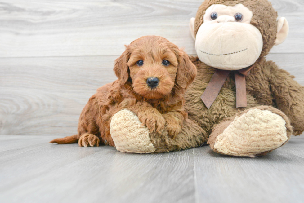 Playful Golden Retriever Poodle Mix Puppy