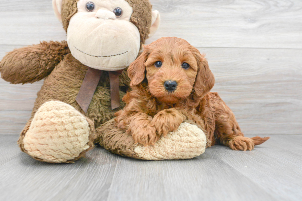 Playful Golden Retriever Poodle Mix Puppy