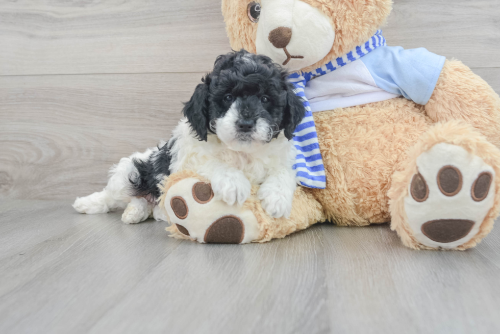 Playful Golden Retriever Poodle Mix Puppy