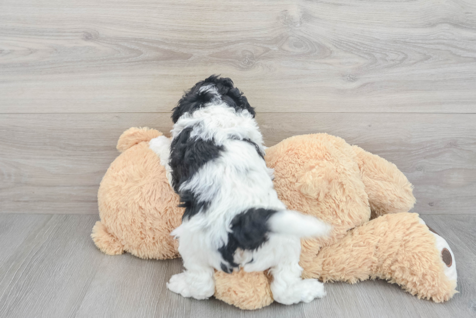 Mini Goldendoodle Pup Being Cute