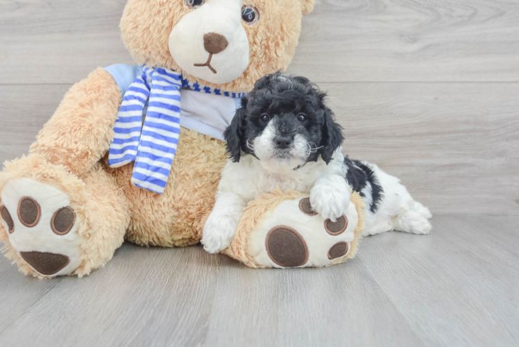 Fluffy Mini Goldendoodle Poodle Mix Pup