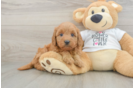 Best Mini Goldendoodle Baby