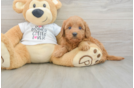 Funny Mini Goldendoodle Poodle Mix Pup