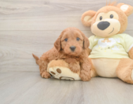 7 week old Mini Goldendoodle Puppy For Sale - Premier Pups