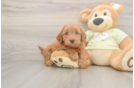 Little Mini Goldenpoo Poodle Mix Puppy