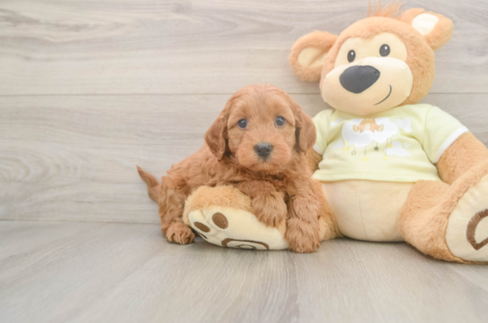 Little Mini Goldenpoo Poodle Mix Puppy