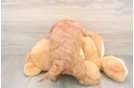 Happy Mini Goldendoodle Baby