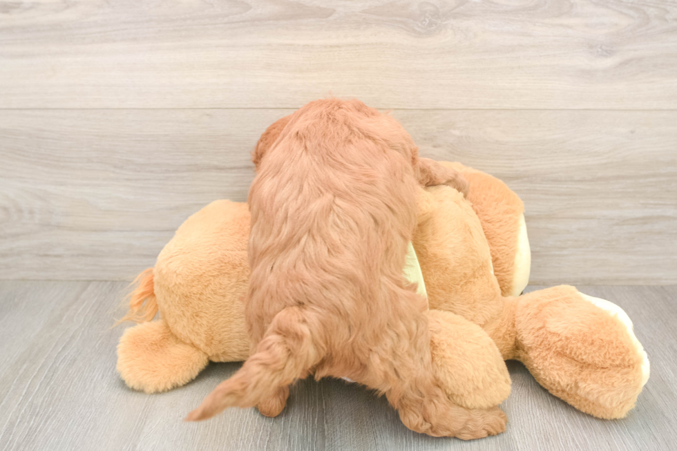 Happy Mini Goldendoodle Baby