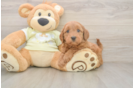 Best Mini Goldendoodle Baby