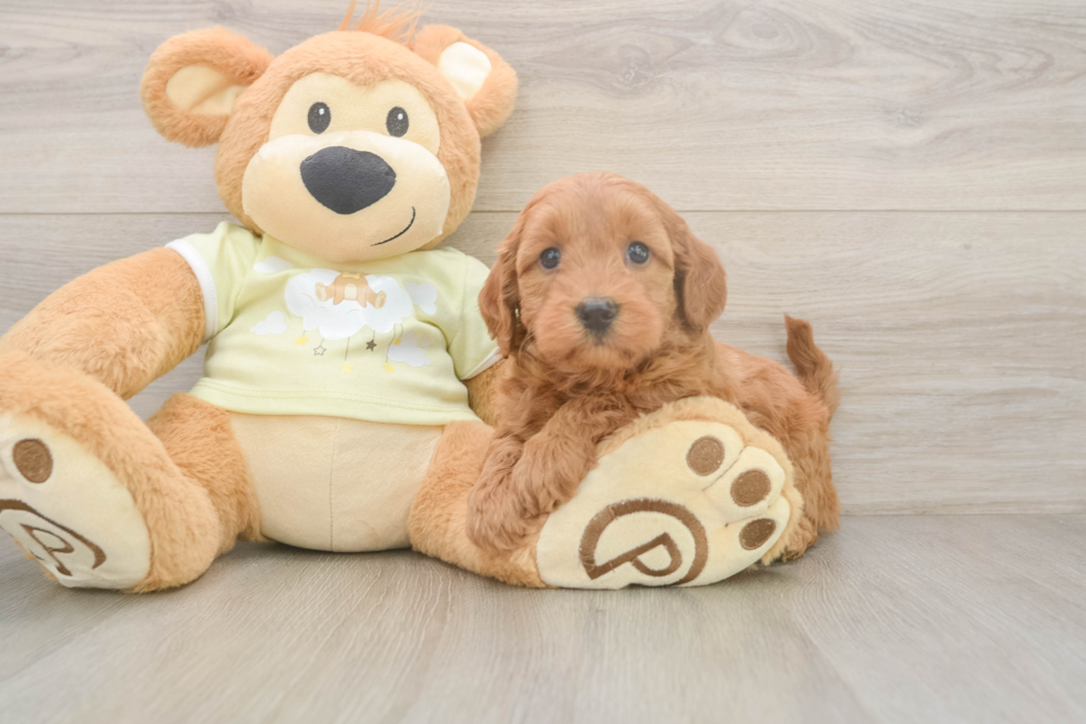 Best Mini Goldendoodle Baby