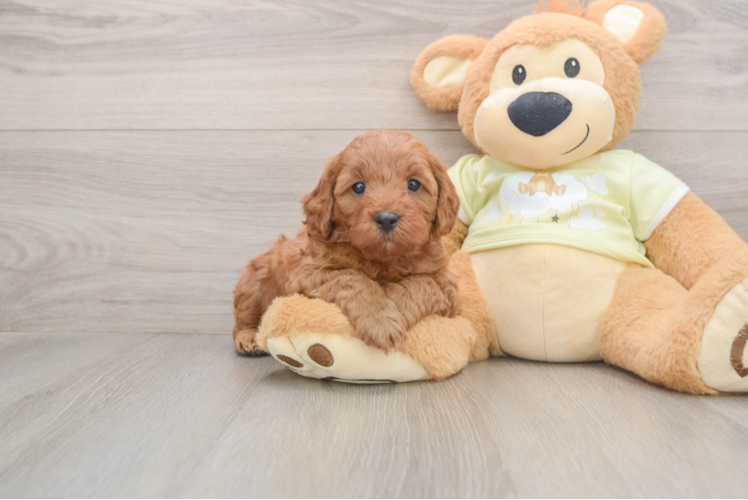 Mini Goldendoodle Pup Being Cute
