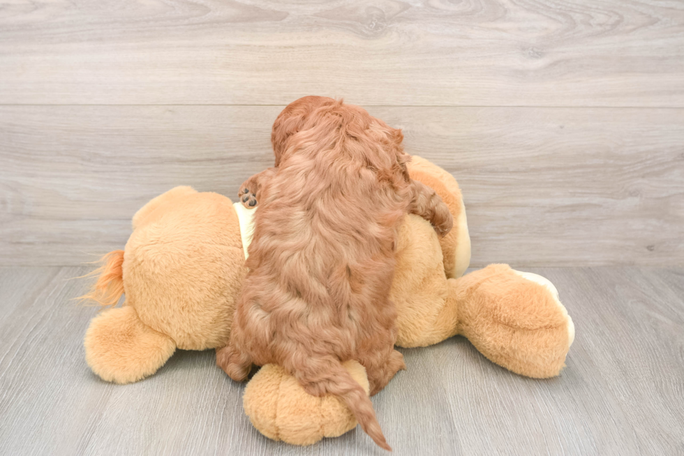 Best Mini Goldendoodle Baby