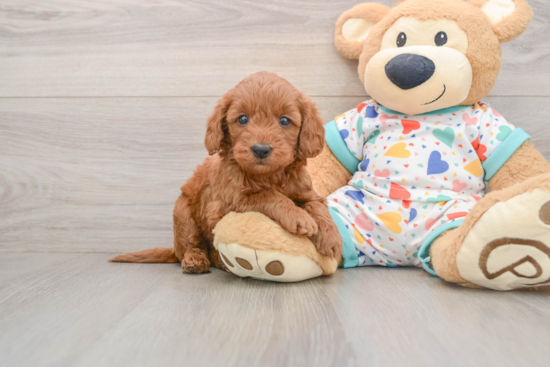 Fluffy Mini Goldendoodle Poodle Mix Pup