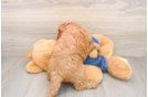 Petite Mini Goldendoodle Poodle Mix Pup
