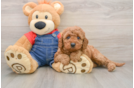 Mini Goldendoodle Puppy for Adoption