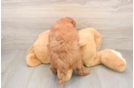 Hypoallergenic Mini Goldiepoo Poodle Mix Puppy