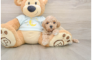 Small Mini Goldendoodle Baby