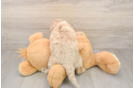 Mini Goldendoodle Pup Being Cute
