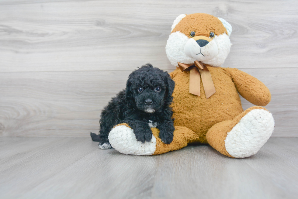 Mini Goldendoodle Pup Being Cute