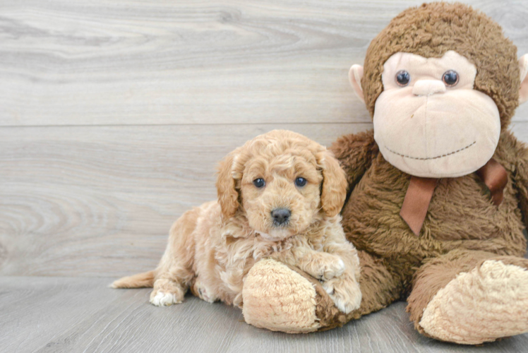 Mini Goldendoodle Pup Being Cute