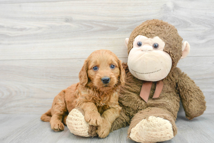 Playful Golden Retriever Poodle Mix Puppy