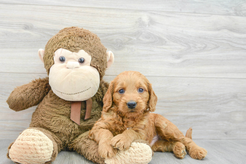 Mini Goldendoodle Pup Being Cute