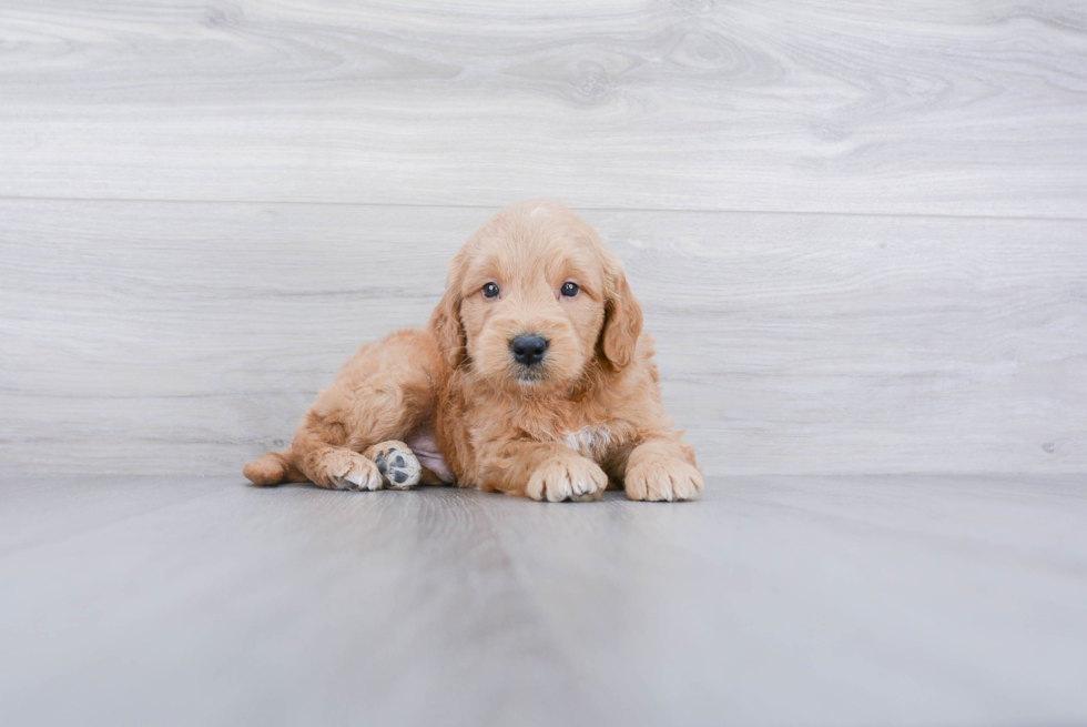 Energetic Golden Retriever Poodle Mix Puppy