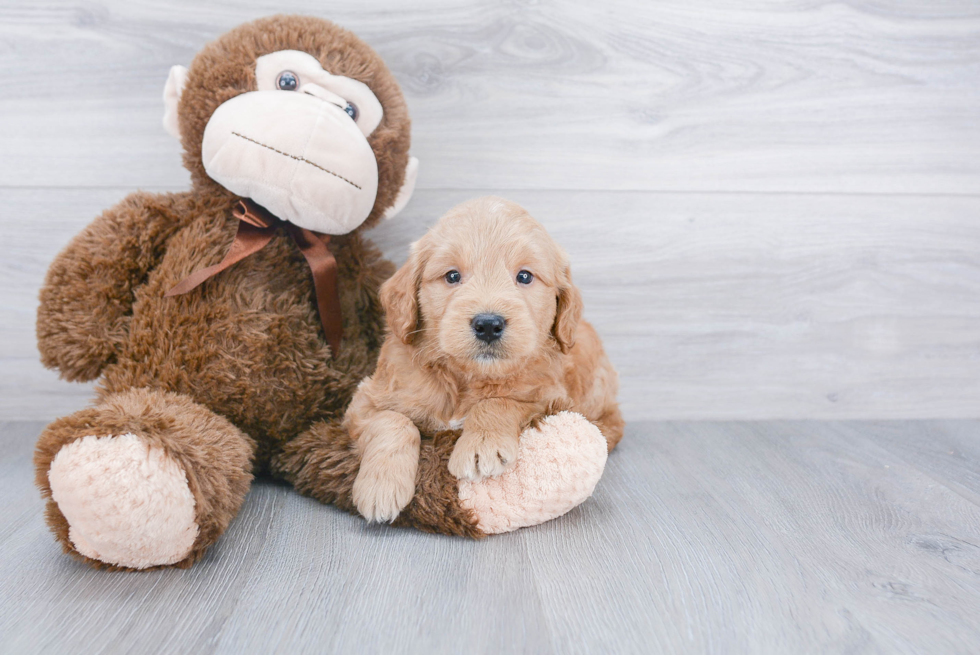 Cute Mini Goldendoodle Baby