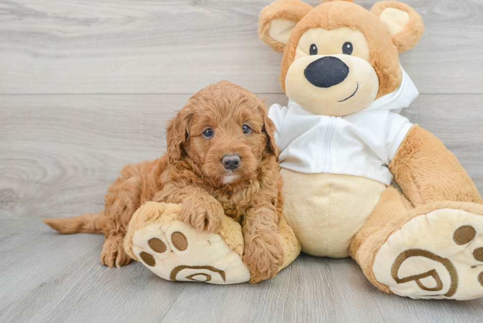 Happy Mini Goldendoodle Baby